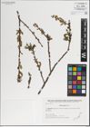 Foto von Salix integra Thunb.